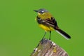 Poland, Biebrzanski National Park Ã¢â¬â closeup of a Yellow wagtail bird Ã¢â¬â latin: Motacilla flava